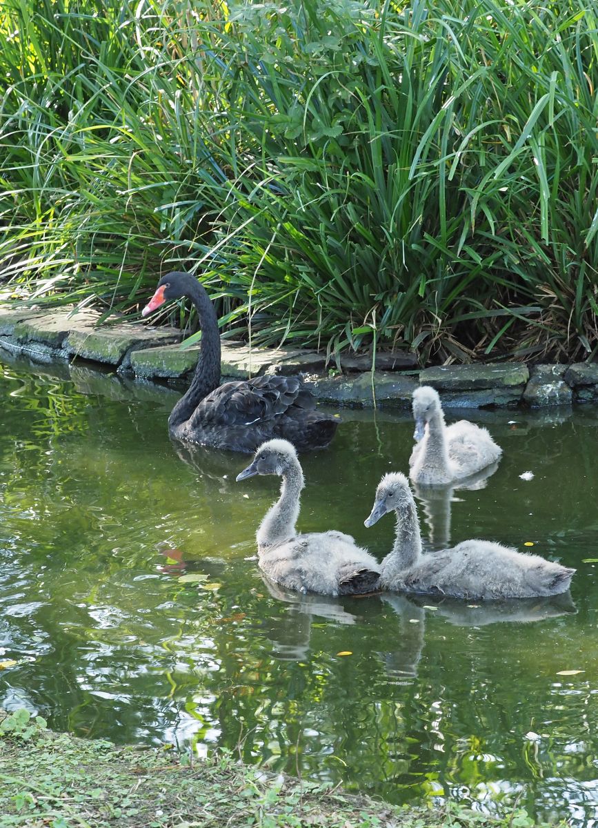 1740512545Bild 100 Trauerschwan, Jungtiere.JPG
